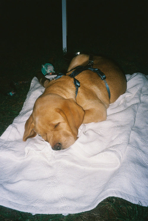 Hund kuschelt auf weicher Fotodecke – MEMORA